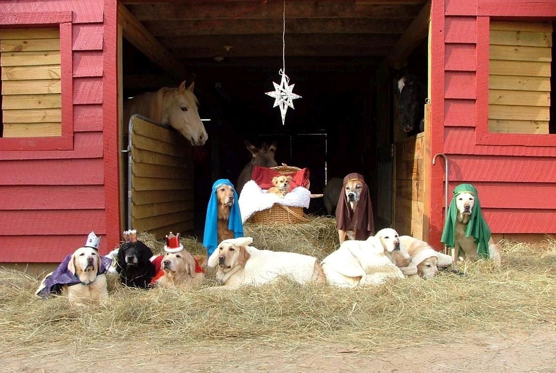 christmas dog manger from jay z