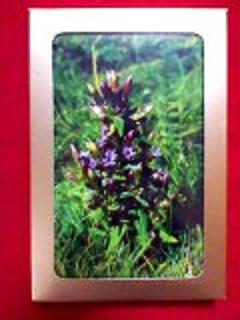 gentian ジェンティアン