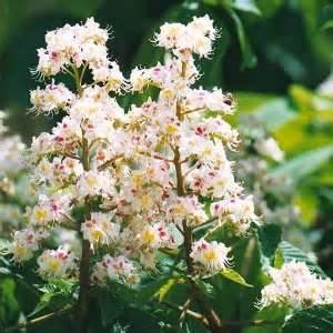 white-chestnut_2