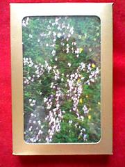 セントーリー_2