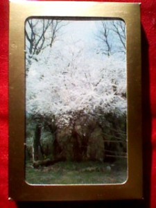 チェリー・プラム Cherry Plum