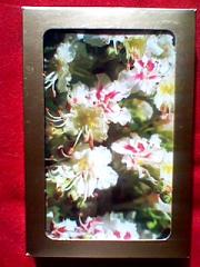 ホワイト・チェストナット_2