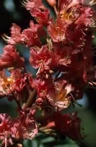 レッドチェストナット_1