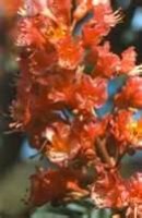 レッドチェストナット_2