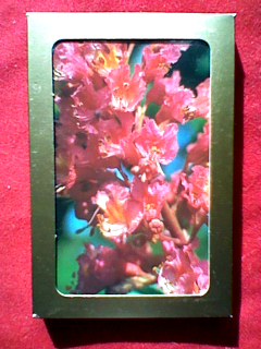 レッド・チェストナット