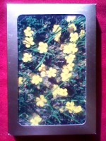 ロック・ローズ Rock Rose