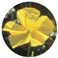 Rock-Rose-3