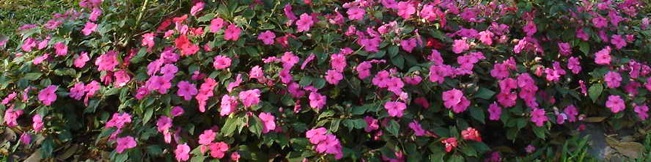 Impatiens_3