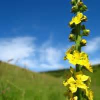 agrimony_1