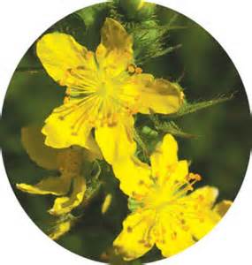 agrimony_2