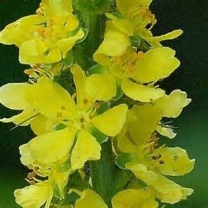 agrimony_3