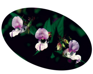 impatiens_2