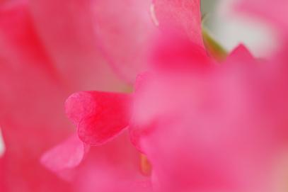 春と言えばスイートピー