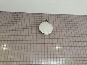 親はちょっと離れた所にとまる時もあります。