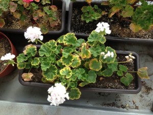 冬でも咲くジェラニウムのように私も頑張らなければ！