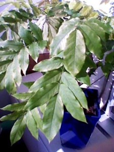 藤の花が咲かないのですが…5月の植物ですね♪