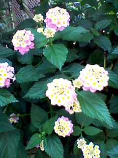 1つのお花の塊の中に2色のお花が珍しいですよね。