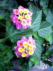 以前はブルーに近いお花が、この季節はピンクに近い色となってました!