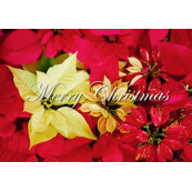 christmas0124_m04sle_thm